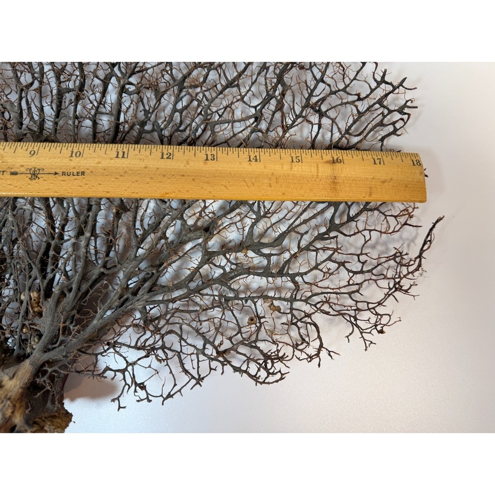 Gorgonia Sea Fan Costal Decor Item Vintage 18" x 13.5" ***BIG*** - Picture 8 of 9